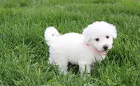Debby , a female Bichon Frise for sale in Millersburg, OH – Photo 2 of 10