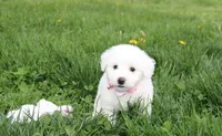 Debby , a female Bichon Frise for sale in Millersburg, OH – Photo 7 of 10