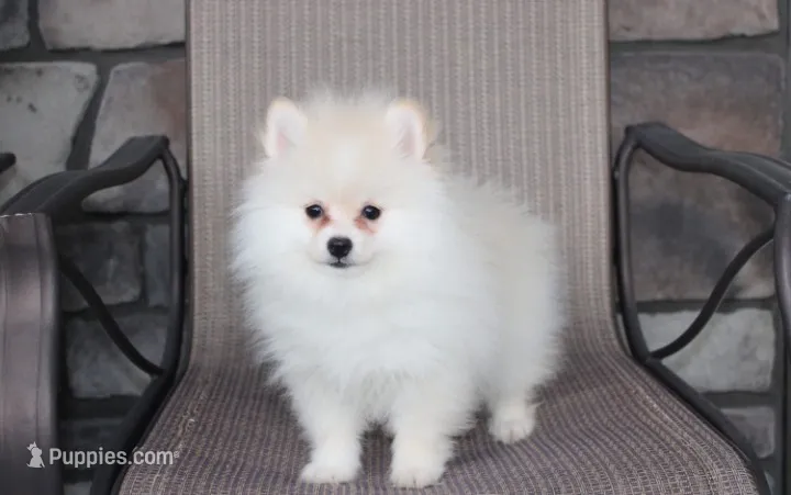 Charlie  – Pomeranian puppy for sale in Millersburg, OH