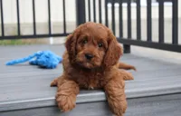Major , a male Cavapoo for sale in Millersburg, OH – 3 of 9