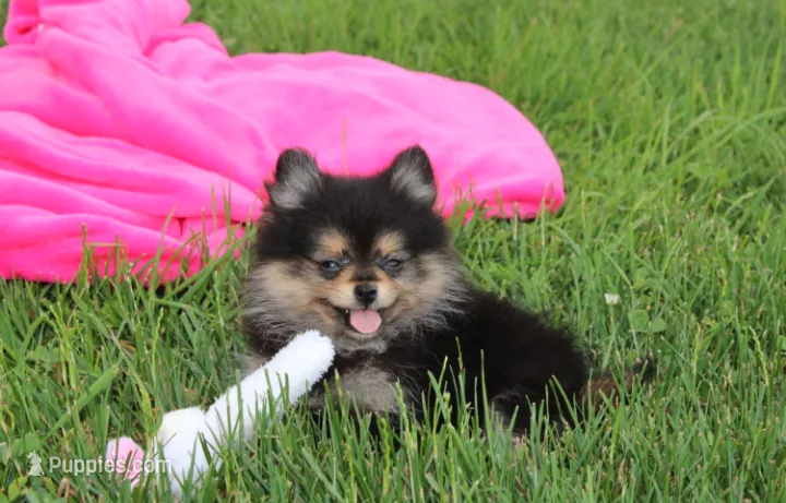 Tilly – Pomeranian puppy for sale in Millersburg, OH