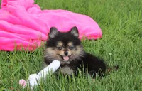 Tilly, a female Pomeranian for sale in Millersburg, OH – 1 of 10