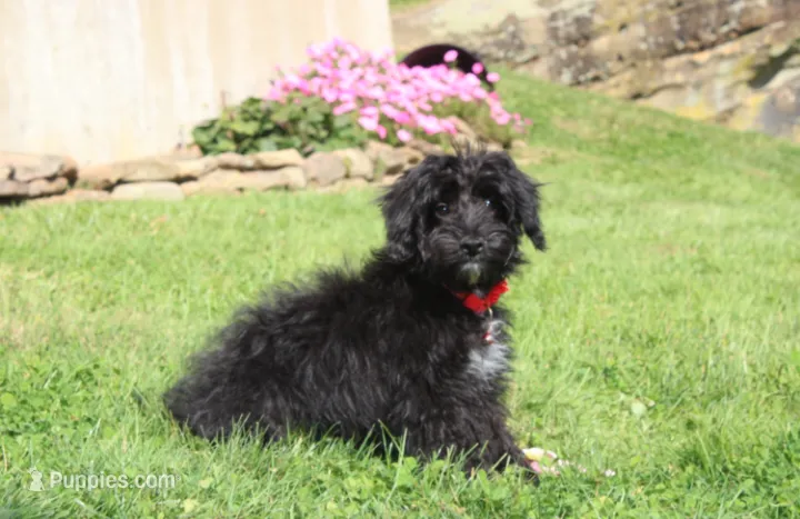 Ranger – Yorkipoo puppy for sale in Millersburg, OH