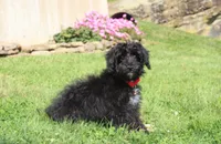Ranger, a male Yorkipoo for sale in Millersburg, OH – 1 of 8