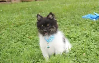 ZIGGY, a male Pomeranian for sale in Millersburg, OH – 3 of 10