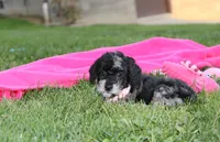 Bella, a female Poodle - Miniature  for sale in Millersburg, OH – 5 of 10