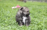 Jazzy, a female Pomeranian for sale in Millersburg, OH – 8 of 10