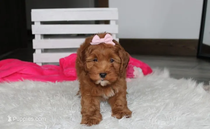 Penny  – Cockapoo puppy for sale in Millersburg, OH