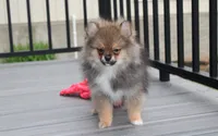 Casper , a male Pomeranian for sale in Millersburg, OH – 3 of 10