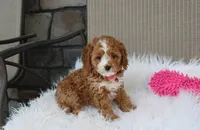 Freya , a female Cavapoo for sale in Millersburg, OH – 1 of 8