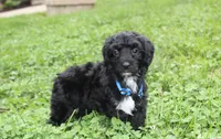 Ranger, a male Yorkipoo for sale in Millersburg, OH – 6 of 10