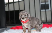 Banjo, a male Poodle - Miniature  for sale in Millersburg, OH – 4 of 9