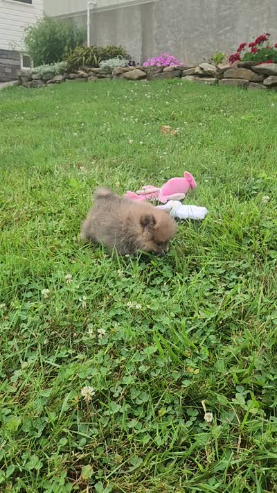 Zara, a female Pomeranian for sale in Millersburg, OH – 10 of 10