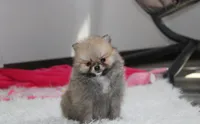 Bonnie, a female Pomeranian for sale in Millersburg, OH – 8 of 10