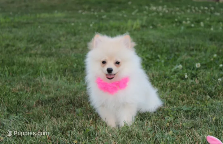 Ruby – Pomeranian puppy for sale in Millersburg, OH