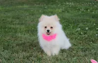 Ruby, a female Pomeranian for sale in Millersburg, OH – 1 of 7