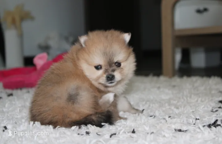 Honey – Pomeranian puppy for sale in Millersburg, OH