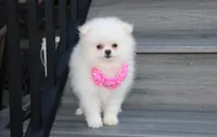 Reese, a female Pomeranian for sale in Millersburg, OH – 9 of 10