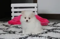 Roxy, a female Pomeranian for sale in Millersburg, OH – 2 of 7