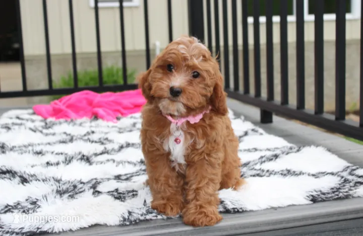 Felicity  – Cavapoo puppy for sale in Millersburg, OH