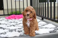 Felicity , a female Cavapoo for sale in Millersburg, OH – 1 of 10