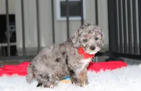 Banjo, a male Poodle - Miniature  for sale in Millersburg, OH – 9 of 9