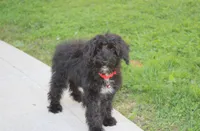 Ranger, a male Yorkipoo for sale in Millersburg, OH – 2 of 8