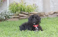 Ranger, a male Yorkipoo for sale in Millersburg, OH – 7 of 8