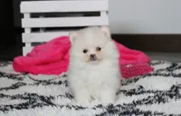 Remi, a female Pomeranian for sale in Millersburg, OH – 3 of 9