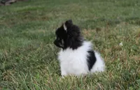 ZIGGY, a male Pomeranian for sale in Millersburg, OH – 2 of 8