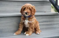 Logan, a male Cockapoo for sale in Millersburg, OH – 2 of 7