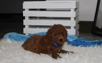 Simba, a male Poodle - Miniature  for sale in Millersburg, OH – 4 of 5