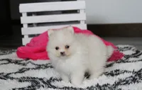 Remi, a female Pomeranian for sale in Millersburg, OH – 8 of 9