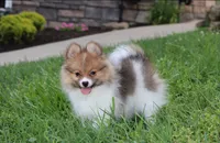 Theo, a male Pomeranian for sale in Millersburg, OH – 2 of 10
