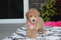 Kallista , a female Bichpoo for sale in Millersburg, OH – 9 of 10