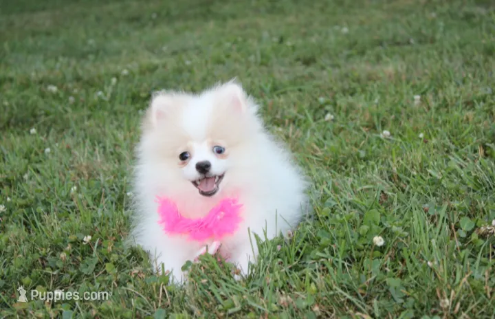 Roxy – Pomeranian puppy for sale in Millersburg, OH