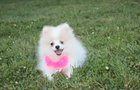 Roxy, a female Pomeranian for sale in Millersburg, OH – 1 of 7