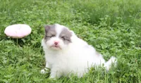 Flora, a female Pomeranian for sale in Millersburg, OH – 6 of 10