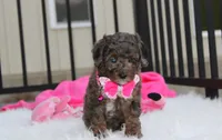 Brinley , a female Poodle - Miniature  for sale in Millersburg, OH – 5 of 7