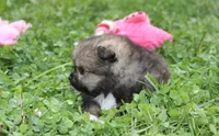 Jazzy, a female Pomeranian for sale in Millersburg, OH – 10 of 10