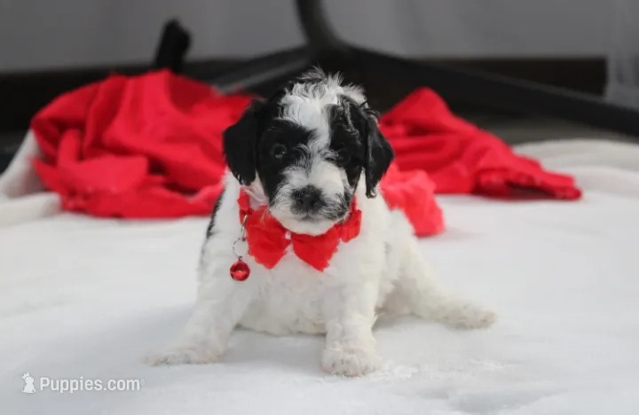 Ryder – Yorkipoo puppy for sale in Millersburg, OH