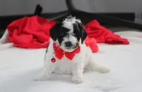 Ryder, a male Yorkipoo for sale in Millersburg, OH – 1 of 7