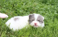 Flora, a female Pomeranian for sale in Millersburg, OH – 7 of 10