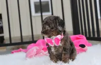 Brinley , a female Poodle - Miniature  for sale in Millersburg, OH – 6 of 7