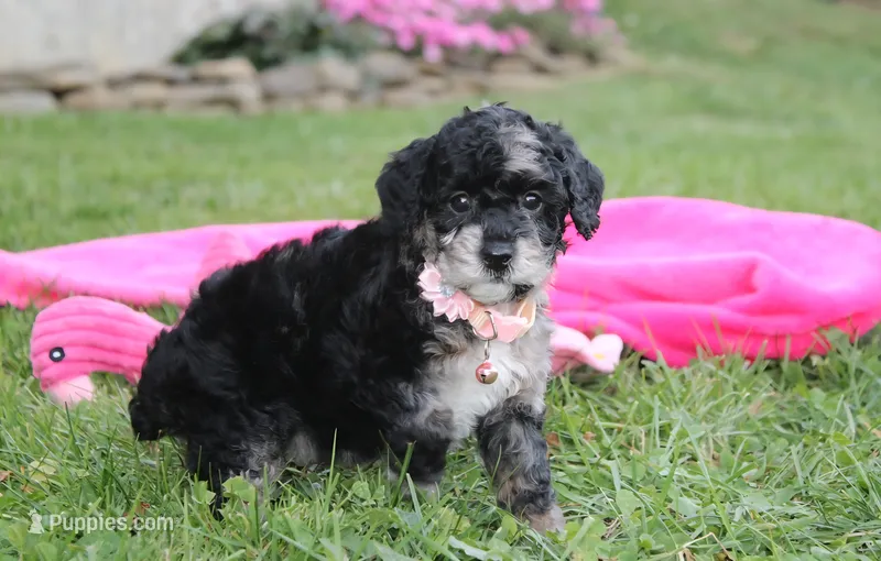 Bella – Poodle - Miniature  puppy for sale in Millersburg, OH