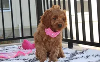 Lyra, a female Cockapoo for sale in Millersburg, OH – 10 of 10