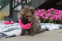 Zoey, a female Pomeranian for sale in Millersburg, OH – 4 of 10