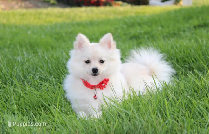 Cooper  – Pomeranian puppy for sale in Millersburg, OH