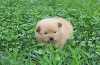 Finn, a male Pomeranian for sale in Millersburg, OH – 6 of 7