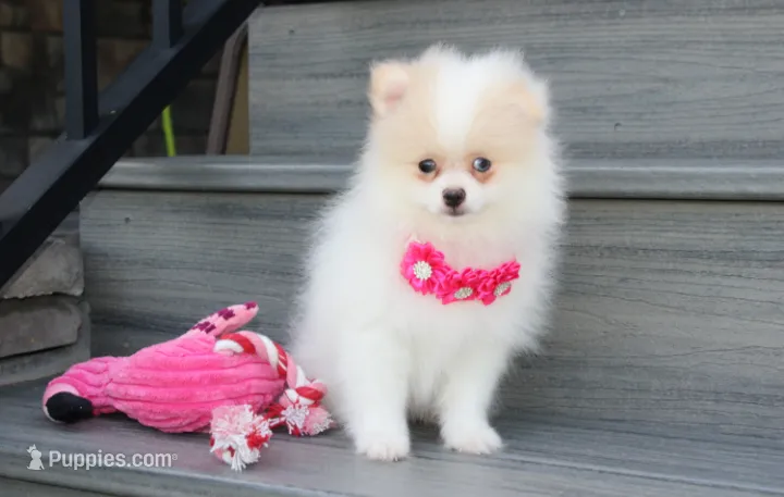 Roxy – Pomeranian puppy for sale in Millersburg, OH
